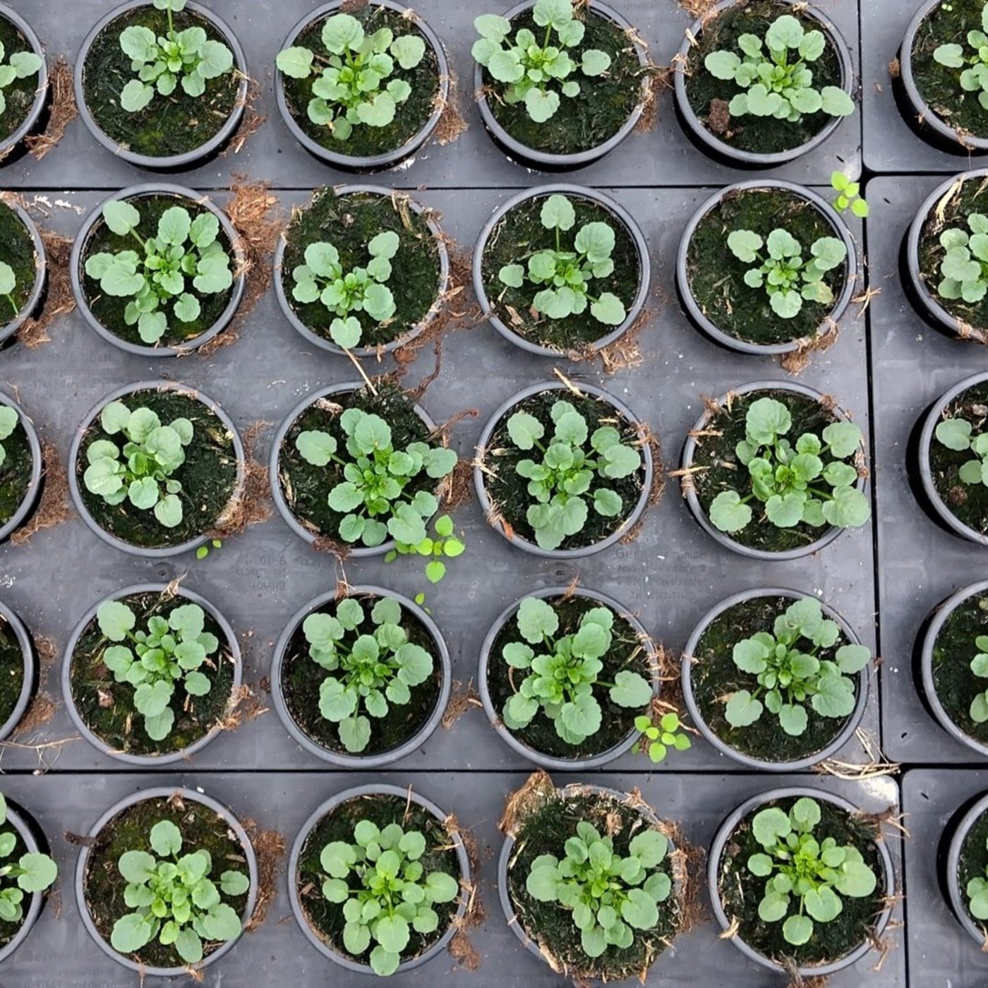 Young plants in small cultivation pots